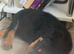 Rotweiler puppies