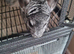 2 female chinchillas with cage