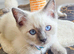 Beautiful Ragamese Kittens (Ragdoll × Siamese) – 2 Available