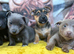 Beautiful pure breed puppies