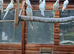 Pearl-Pied-WF and Pearl-Pied-Pastleface for sale