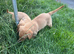 Labrador puppies