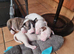 Bullterrier pups
