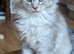 EXCEPTIONAL TICA-REGISTERED MAINE COON KITTENS