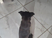 Black chug female 22,months old neutered