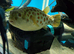 CROSS RIVER PUFFERFISH