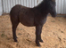 Shetland X filly foal