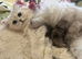 Stunning Silver Tipped Longhair Kittens