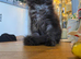 Tica Registered Maine coons Ready Now!
