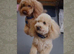 BEAUTIFUL RED MINIATURE POODLE GIRL AVAILABLE