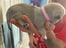 Selling a small puppy, a female.