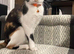Calico and angora girls
