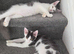 TICA REGISTERED MAINE COON KITTEN