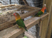 Green adult lovebirds