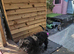 Cockapoo bitch 4 months