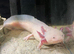 Axolotl female
