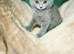 Beautiful Blue British Shorthair Kitten