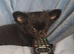 Last 2 boys 12 week old long coat chihuahua pups