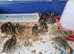 Japanese Corturnix quail (jumbo parents) unsexed. Hatched 24/05/2026