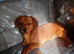 Dachshund cross chihuahua