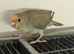 Kakariki baby’s