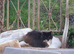 Beautiful Maine Coon mix 1boy  kitten
