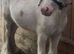 For sale prince mini cob