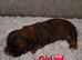 Beautiful shorkie puppies (Shih-tzu x Yorkshire terrier)- family raised