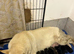 German Shepherd puppies for sale