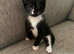 Kitten looking for loving home