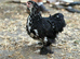 Breeding Pair of Black speckled pekin