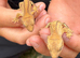 2 Crested Gecko Baby’s approx 10CM