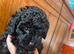 Tiny kc reg toy poodle puppies