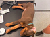 Doberman puppies