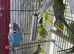 Baby Budgies Glasgow