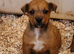 Patterjack pup last boy