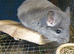Baby Violet Male