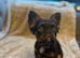 Fluffy male French bulldog