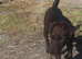 Patterdale bitch 6months old
