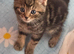 Tabby  in King's Lynn