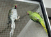 Breeding Pair Ringnecks