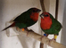 Lovely pair of young redfaced parrot finch for sale £100