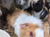 Young guinea pigs looking for new homes