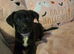Germanshepard x staffy puppies (Ready)