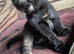 3 Girl & 3 Boy Kittens (ready 04/08/26)