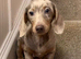 Isabella and cream dapple miniature dachshund