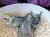 Juvenile Cockatiels to be Hand Tamed