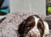 Cocker spaniels puppies 2 boys left.