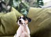 Jack Russell Terrier Puppies
