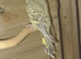 2 budgies available . Cinnamon and Dun Fallow